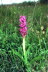 Manns-Knabenkraut - Orchis mascula - auf dem Berg